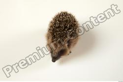  Hedgehog - Erinaceus europaeus #  2